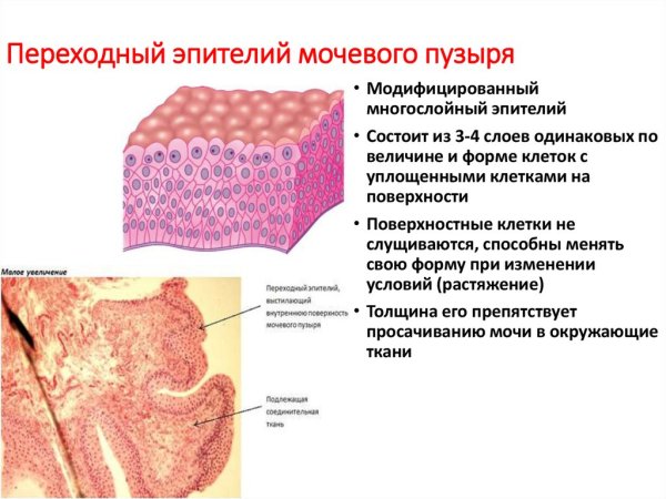 Мочевой пузырь (переходный эпителий, гладкая мышечная ткань).