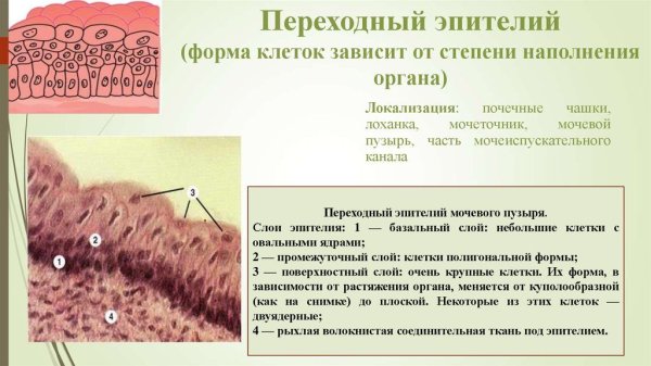 Многослойный переходный неороговевающий эпителий