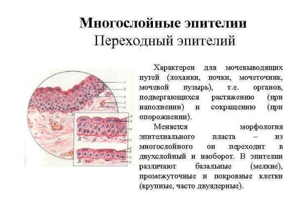 Функции многослойного переходного эпителия