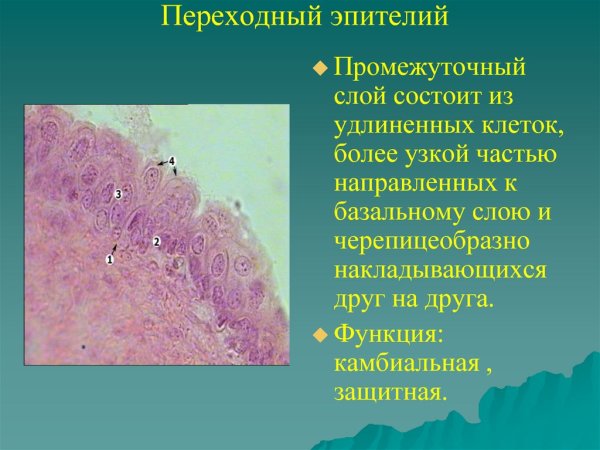 Уротелий мочевого пузыря гистология