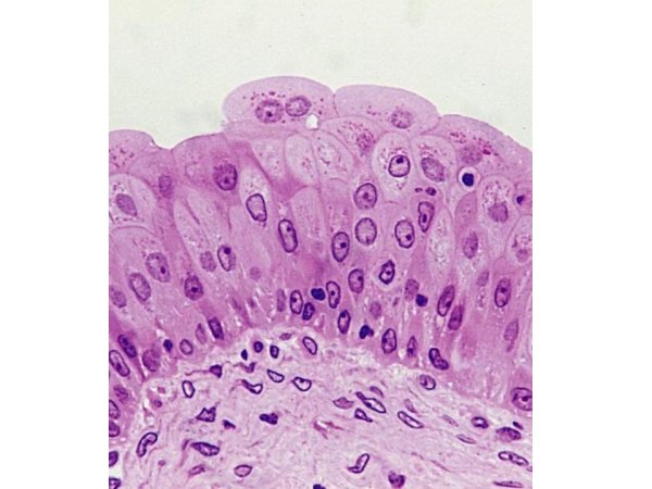 Однослойный многорядный переходный эпителий