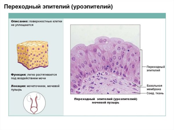 Переходный эпителий функции и местоположение