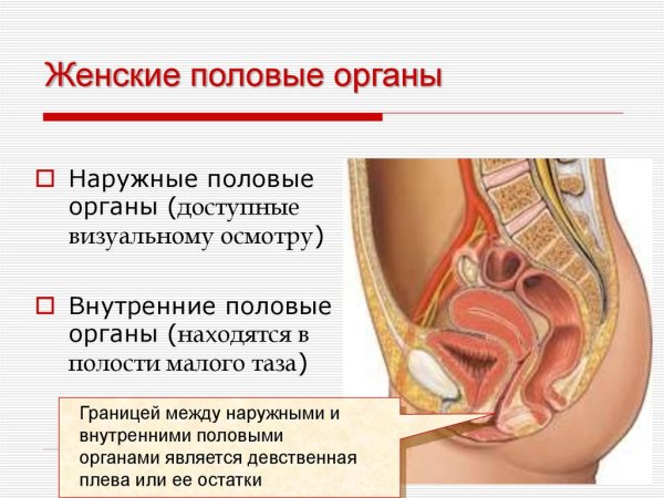 Наружные женские половые органы
