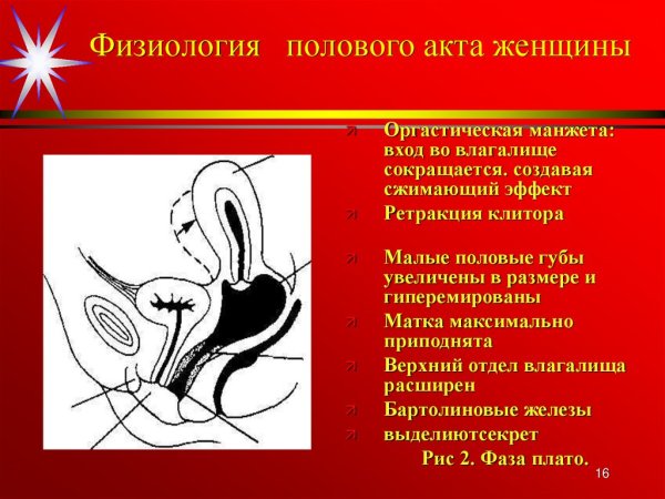 Физиология и анатомия полового акта