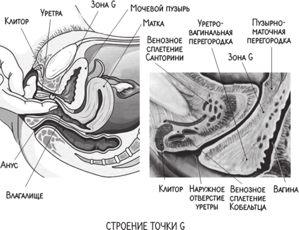 Передняя стенка влагалища точка g