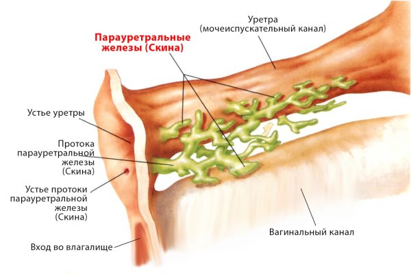 Парауретральная железа у женщин