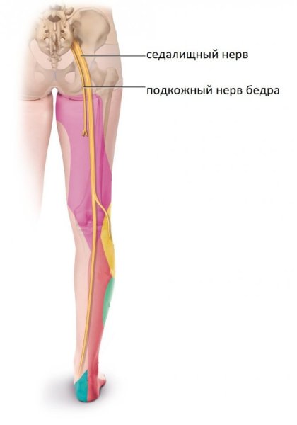 Седалищный нерв схема расположения