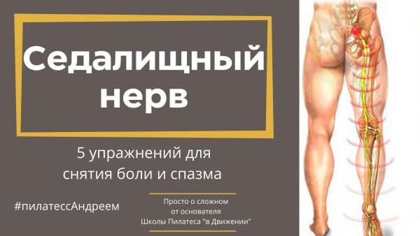 Ход седалищного нерва топографическая анатомия