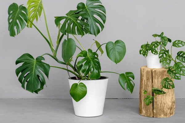 Монстера Делициоза (Monstera deliciosa)