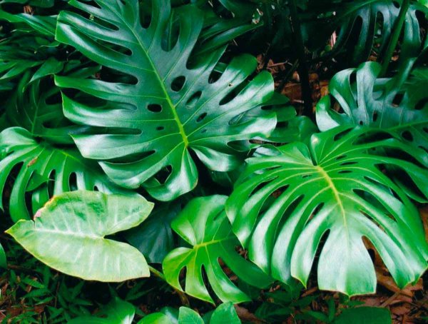 Монстера Делициоза (Monstera deliciosa)