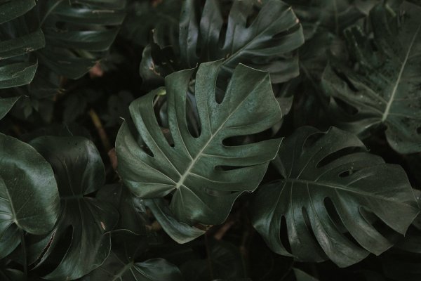 Монстера деликатесная (Monstera deliciosa)