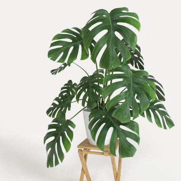 Родина домашнего растения монстера