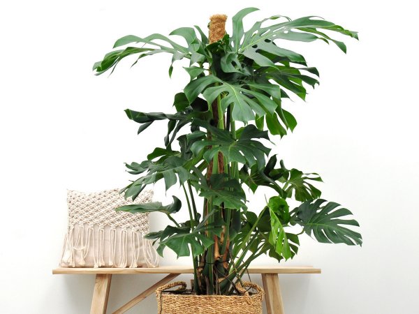 Монстера деликатесная (Monstera deliciosa)