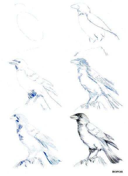 Рисунки ворона вид сверху