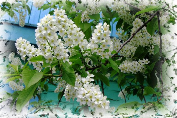 Есенинская черемуха