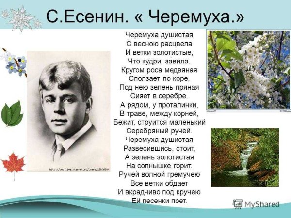 Сергей Есенин черёмуха душистая