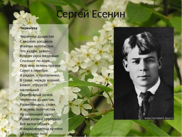 Сергей Есенин черёмуха душистая с весною расцвела
