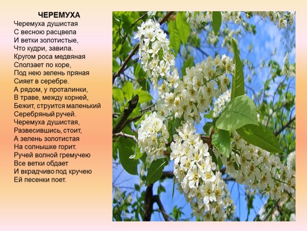 Черёмуха душистая черемуха