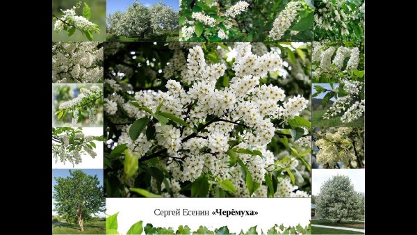 Есенин с. а. "черемуха"