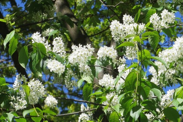 Черёмуха душистая