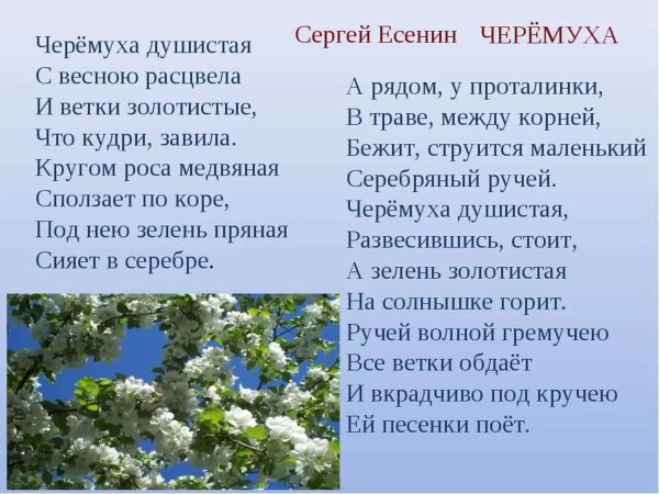 Есенин с. а. "черемуха"