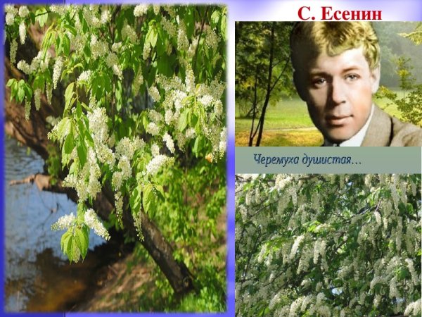 Сергей Александрович Есенин черемуха