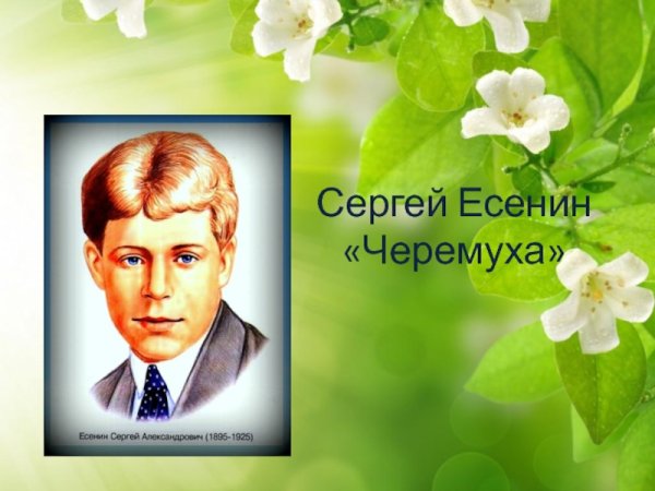 Роса медвяная на черемухе