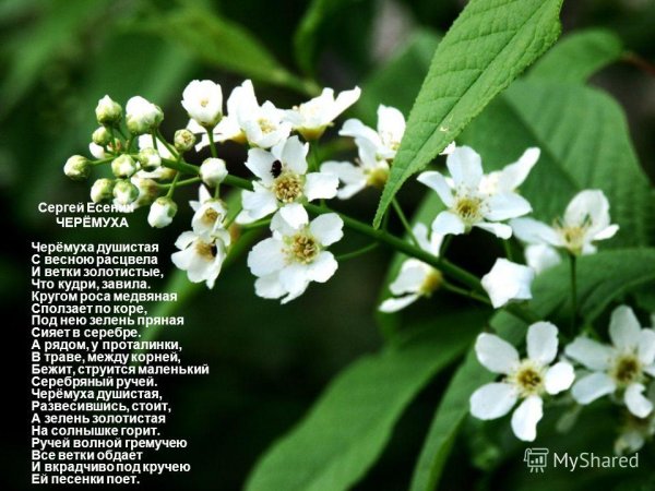 Иллюстрацию Сергея Александровича Есенина черемуха