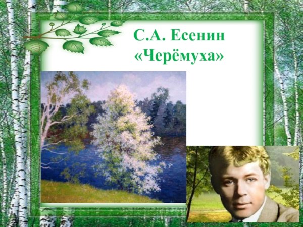 Рисунок к стихотворению Есенина черемуха