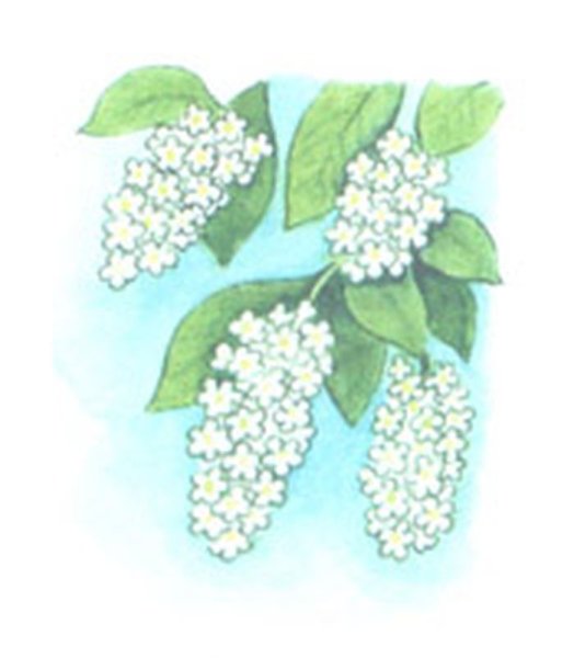 Сергей Александрович Есенин черемуха