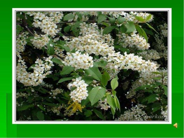 Черёмуха душистая