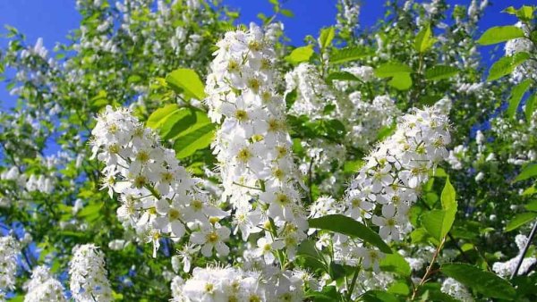 Иллюстрацию Сергея Александровича Есенина черемуха