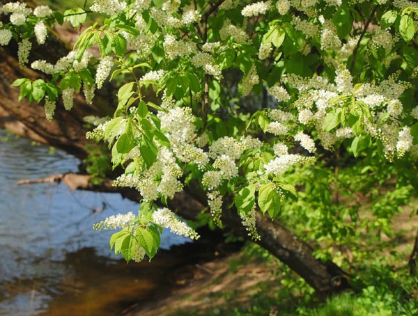 Иллюстрацию Сергея Александровича Есенина черемуха