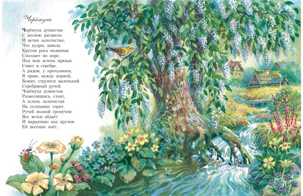 Черёмуха душистая