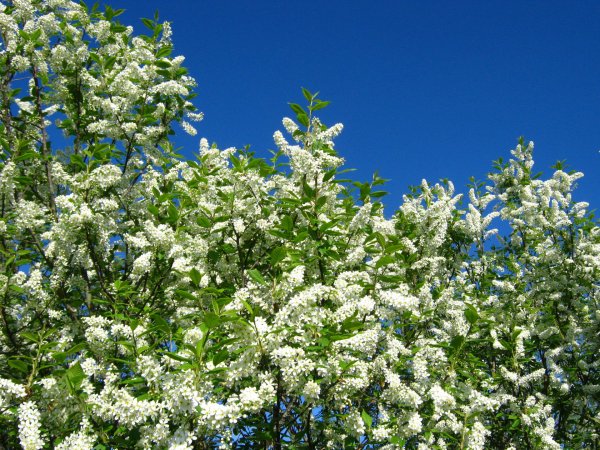 Иллюстрация к стиху Есенина черемуха