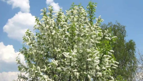 Сергей Есенин сыплет черемуха