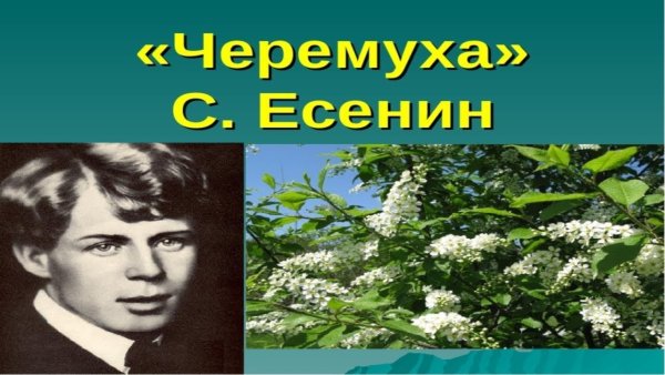 Сергей Александрович Есенин черемуха
