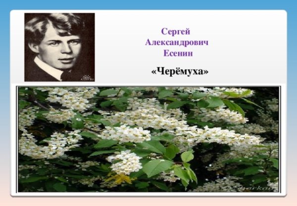 Есенин черемуха 3 класс
