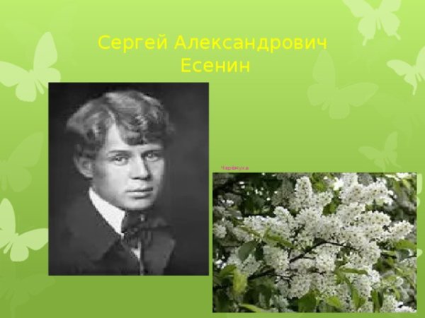 Черемуха душистая Развесившись стоит