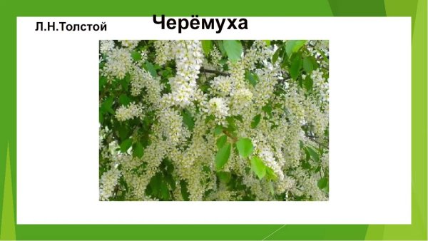 Акция читаем Есенина