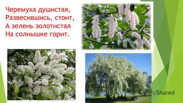 Черемуха Есенина