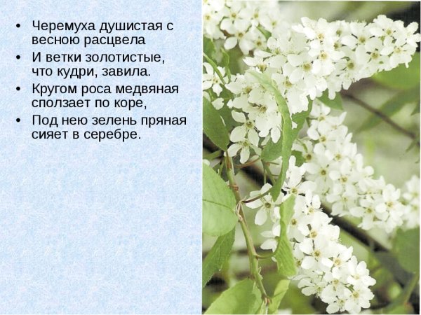 Картина Есенина черемуха