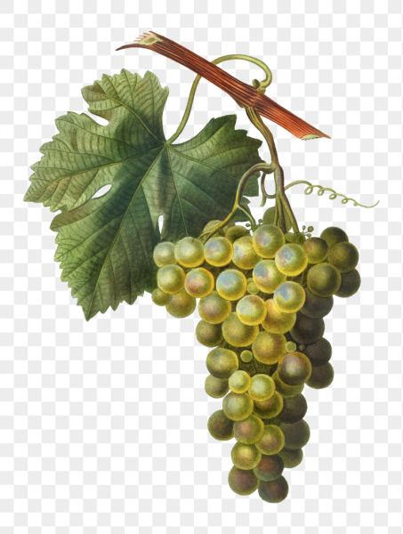 Виноград Vitis vinifera l.