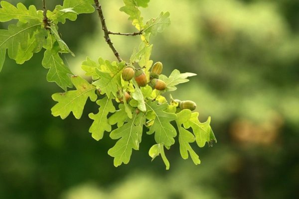 Ветка дуба с желудями