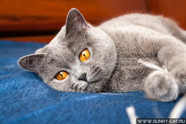 Картезианская кошка британец