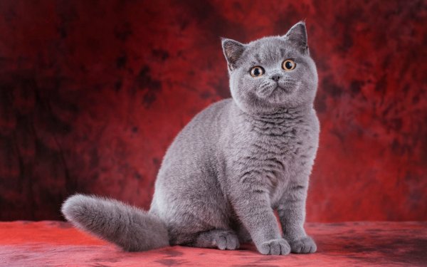 Витанская короткошёрстная кошка