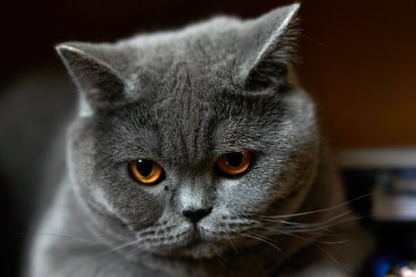 Кот дымчатый британец