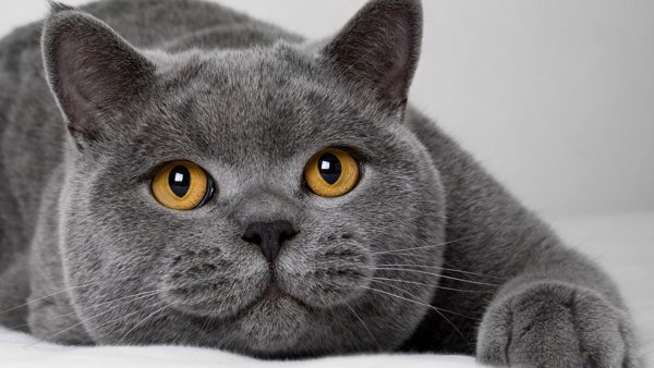 Британский короткошерстный кот серый
