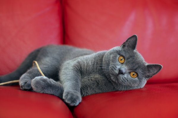 Британская короткошёрстная кошка шартрез