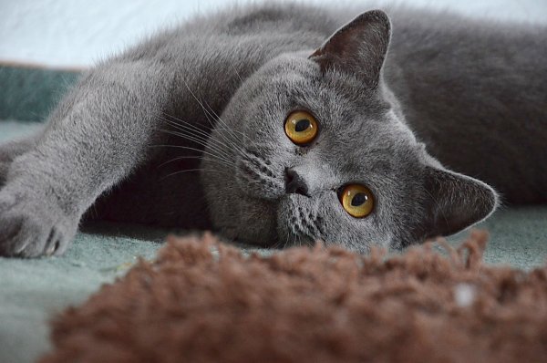 Британец кот